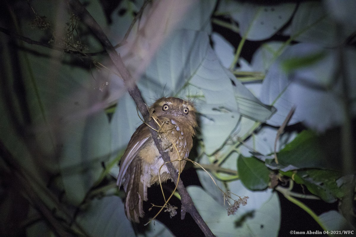 Hodgson's Frogmouth - ML335831951