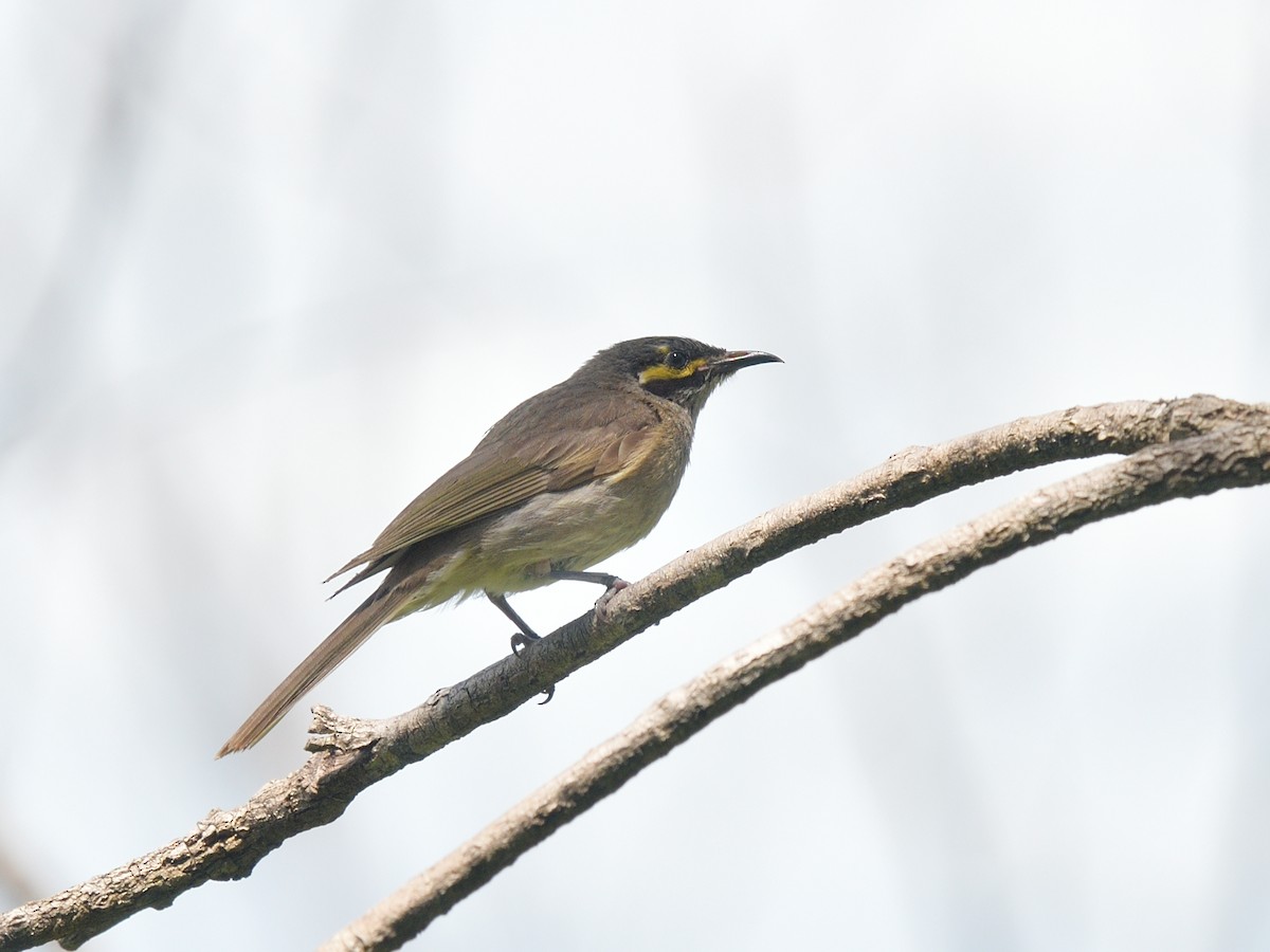 Yellow-faced Honeyeater - ML335832621