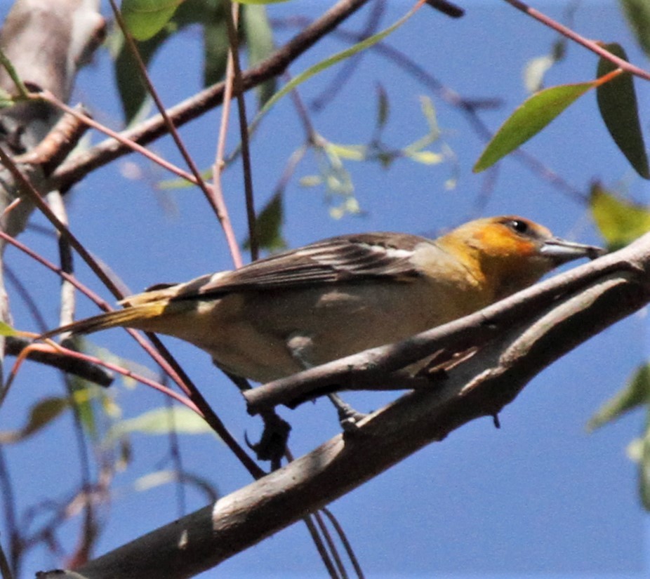 Bullock's Oriole - ML335834191