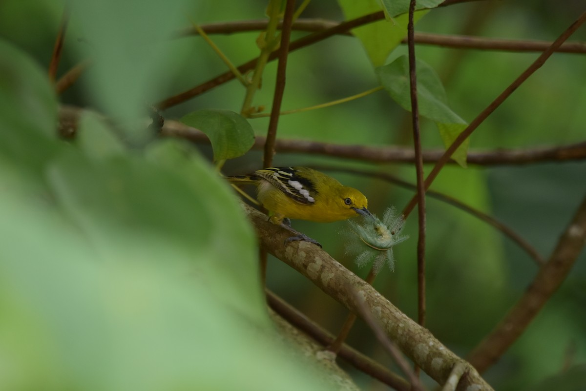 Common Iora - ML335834221