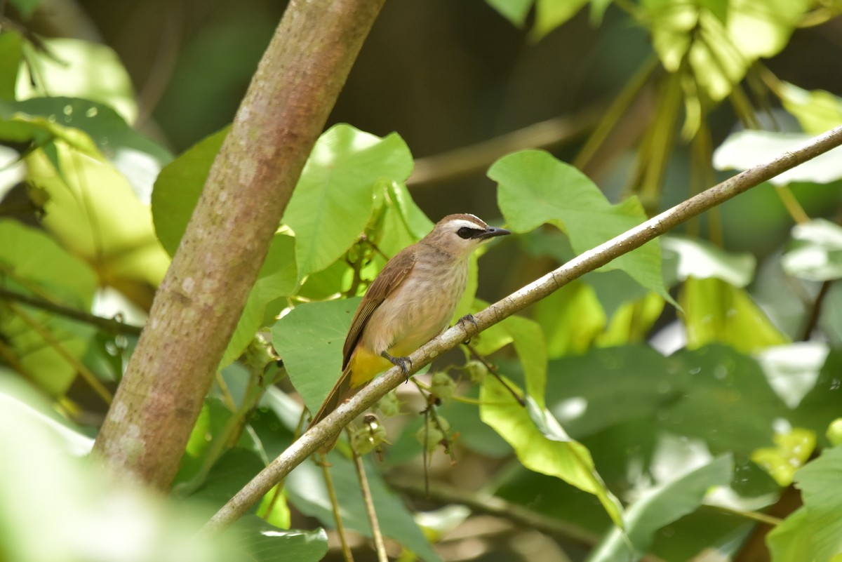 Yellow-vented Bulbul - ML335834341