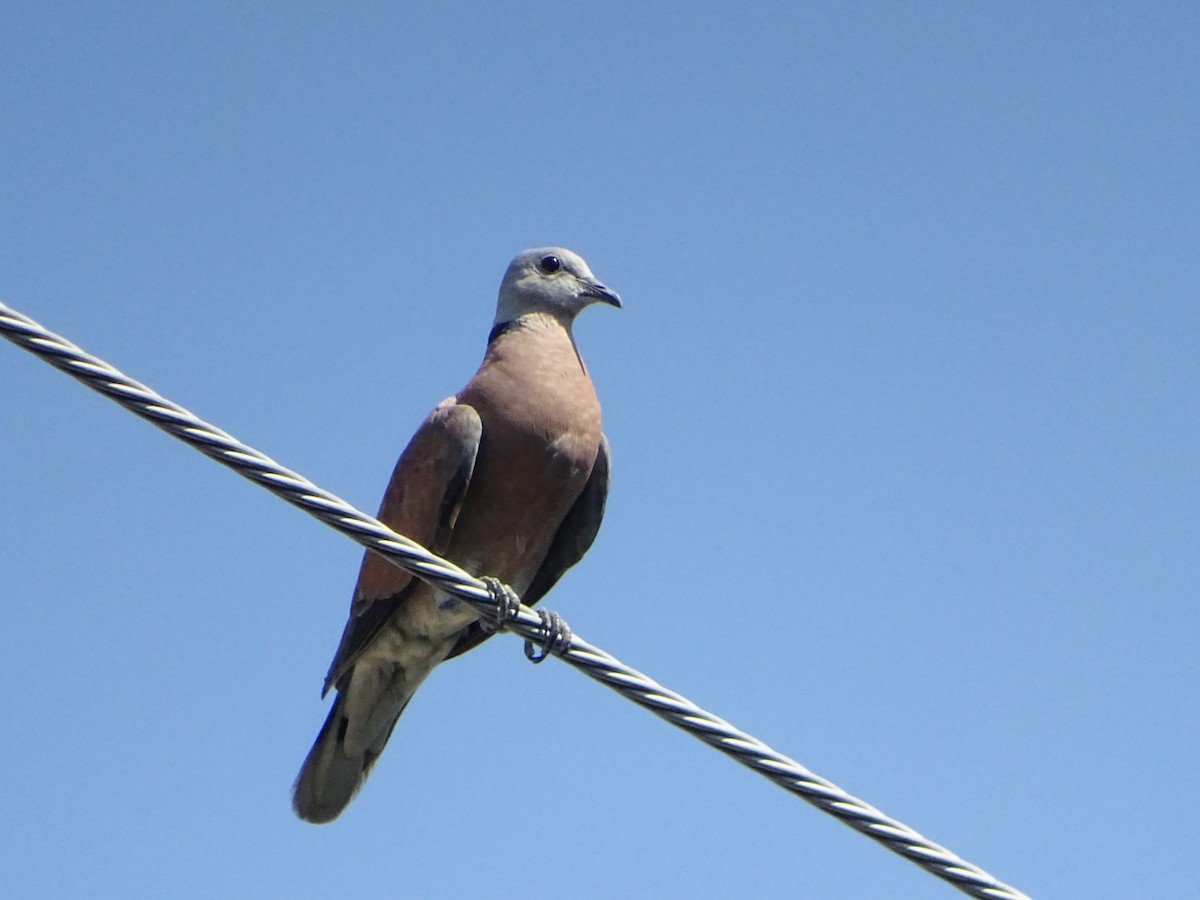 Red Collared-Dove - Chao-Ju Su