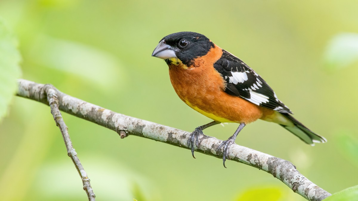 Black-headed Grosbeak - ML335838001