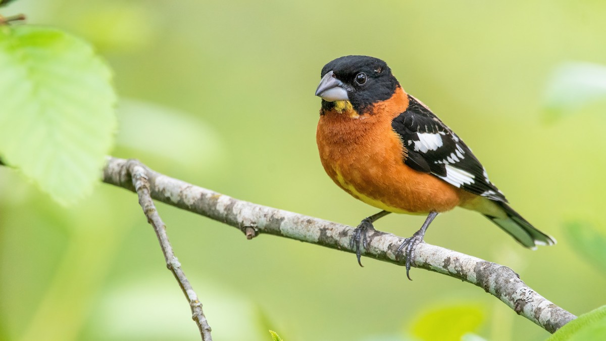 Black-headed Grosbeak - ML335838491