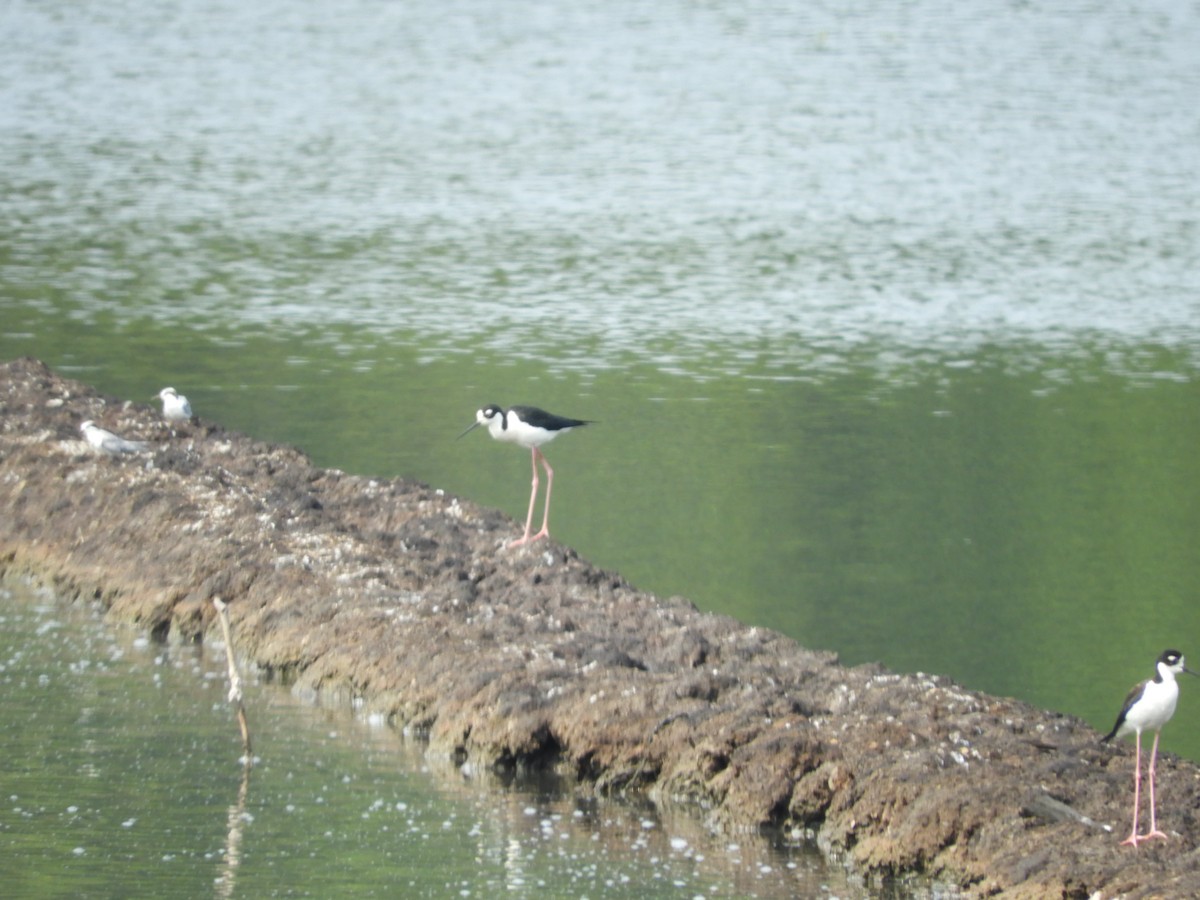 Black-necked Stilt - ML335838581