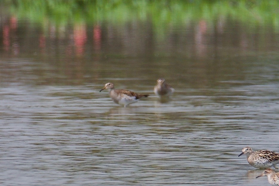 Pectoral Sandpiper - ML335840001