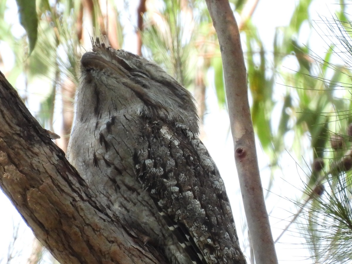 Tawny Frogmouth - Tim Kastelle & Nancy Pachana