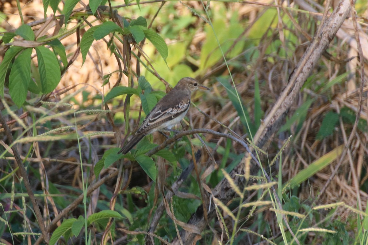 White-winged Triller - ML335841611