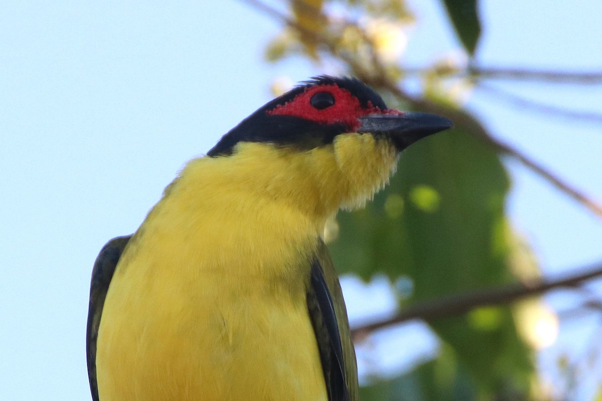 Australasian Figbird - ML335841691