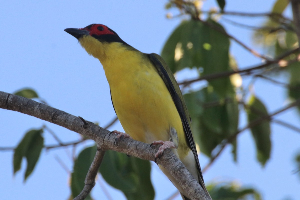 Australasian Figbird - ML335841731