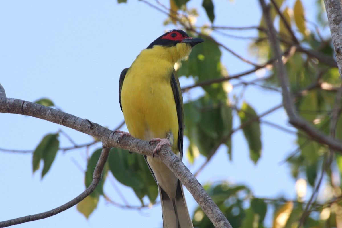 Australasian Figbird - ML335841781