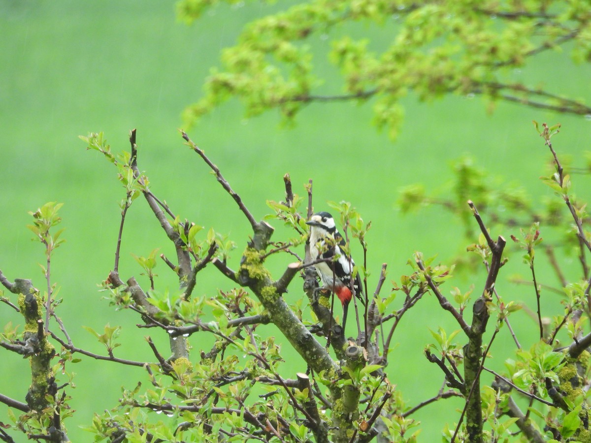 Great Spotted Woodpecker - ML335842201