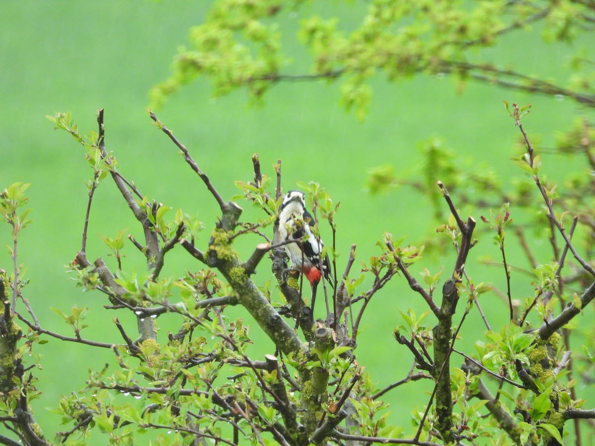 Great Spotted Woodpecker - ML335842211