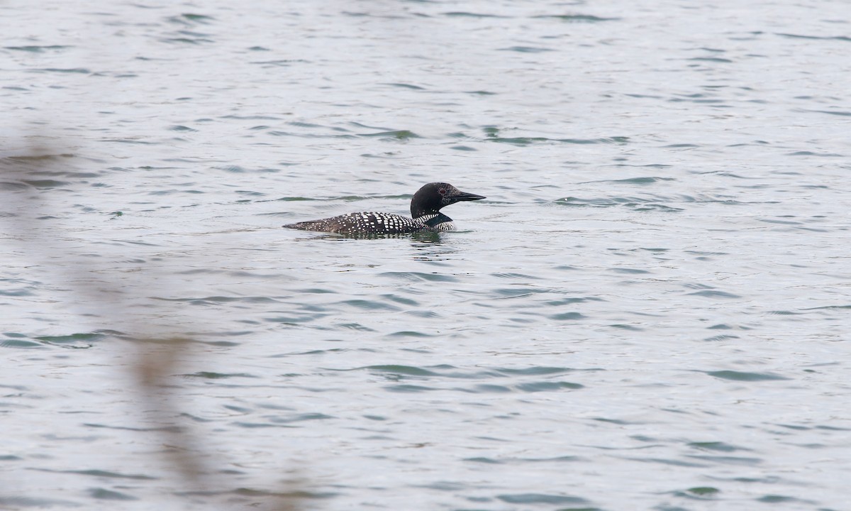 Common Loon - ML335842931