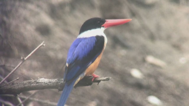 Black-capped Kingfisher - ML335843311