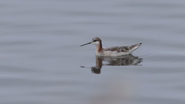 Wilson's Phalarope - ML335843391