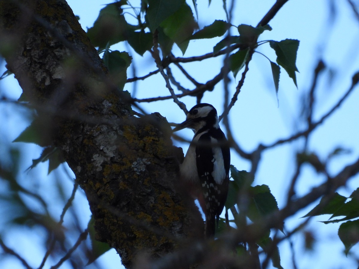 Great Spotted Woodpecker - ML335843621