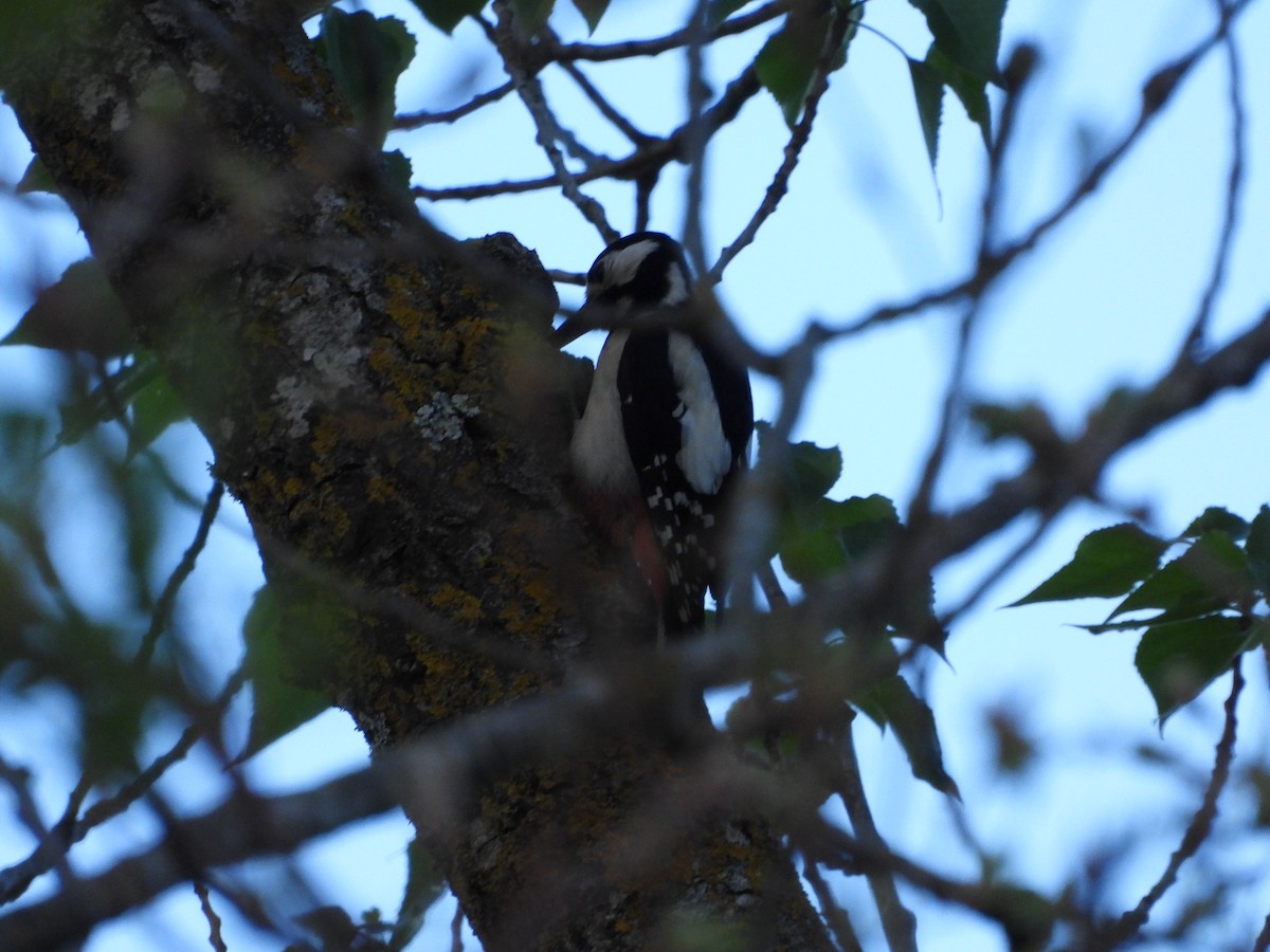 Great Spotted Woodpecker - Francesco Barberini