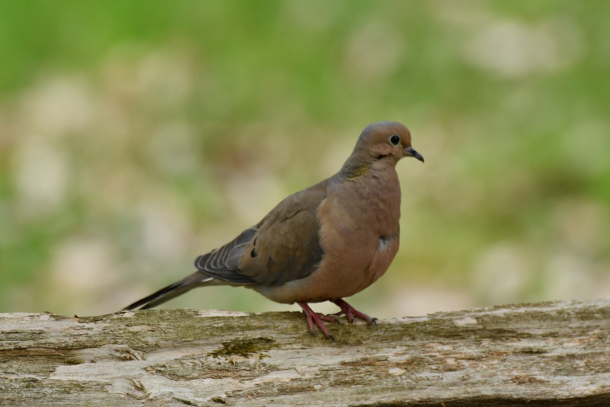 Mourning Dove - ML335843791