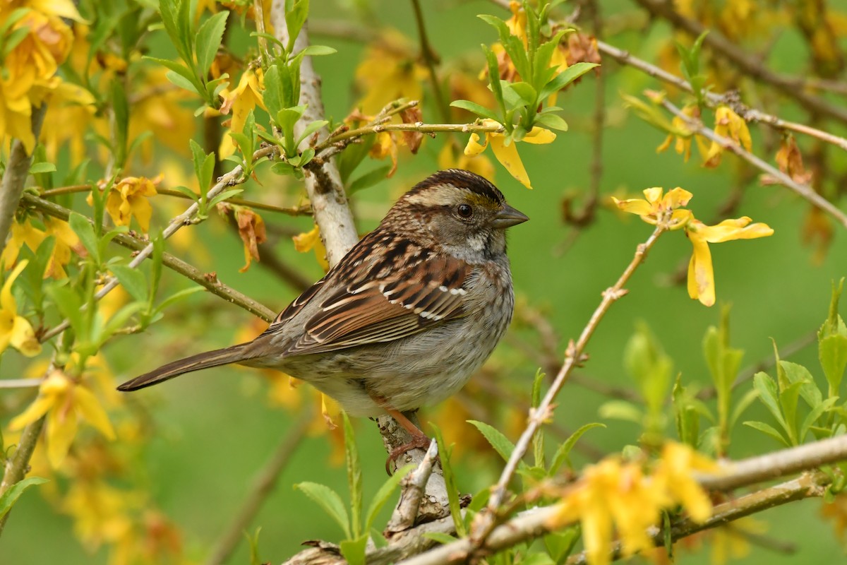 White-throated Sparrow - ML335843941