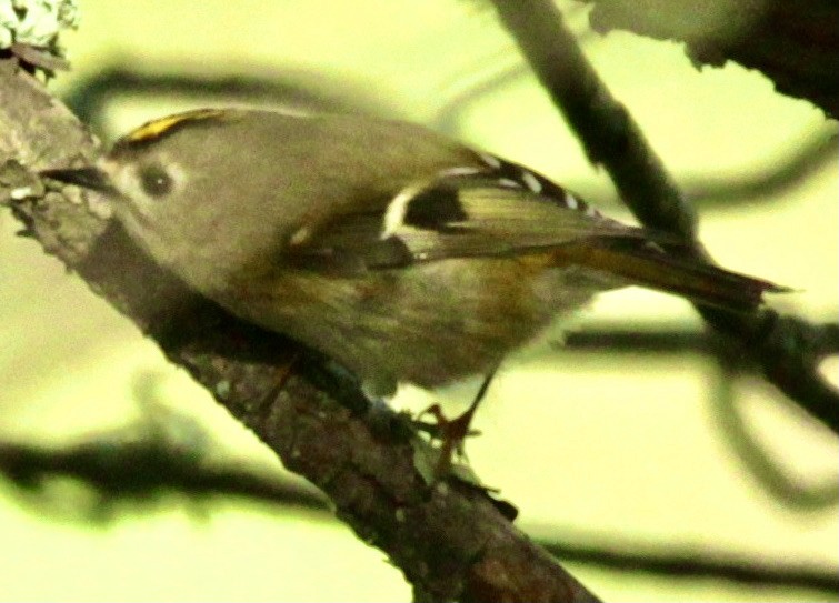 Goldcrest - ML335844341