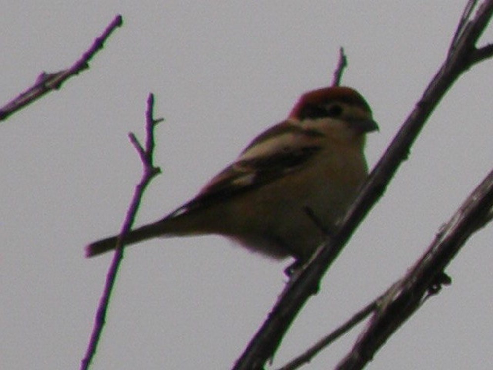Woodchat Shrike - ML335844421