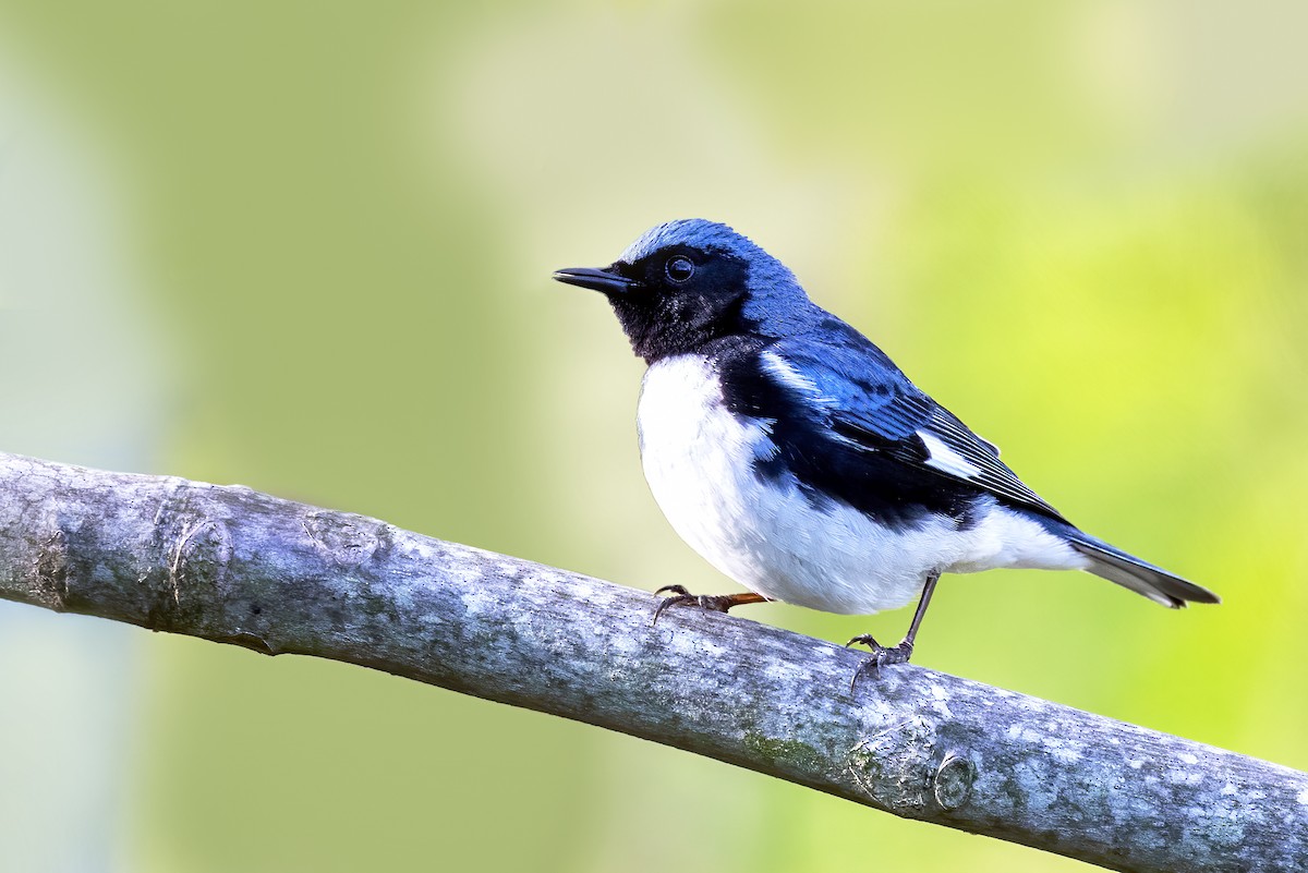 Black-throated Blue Warbler - ML335846201