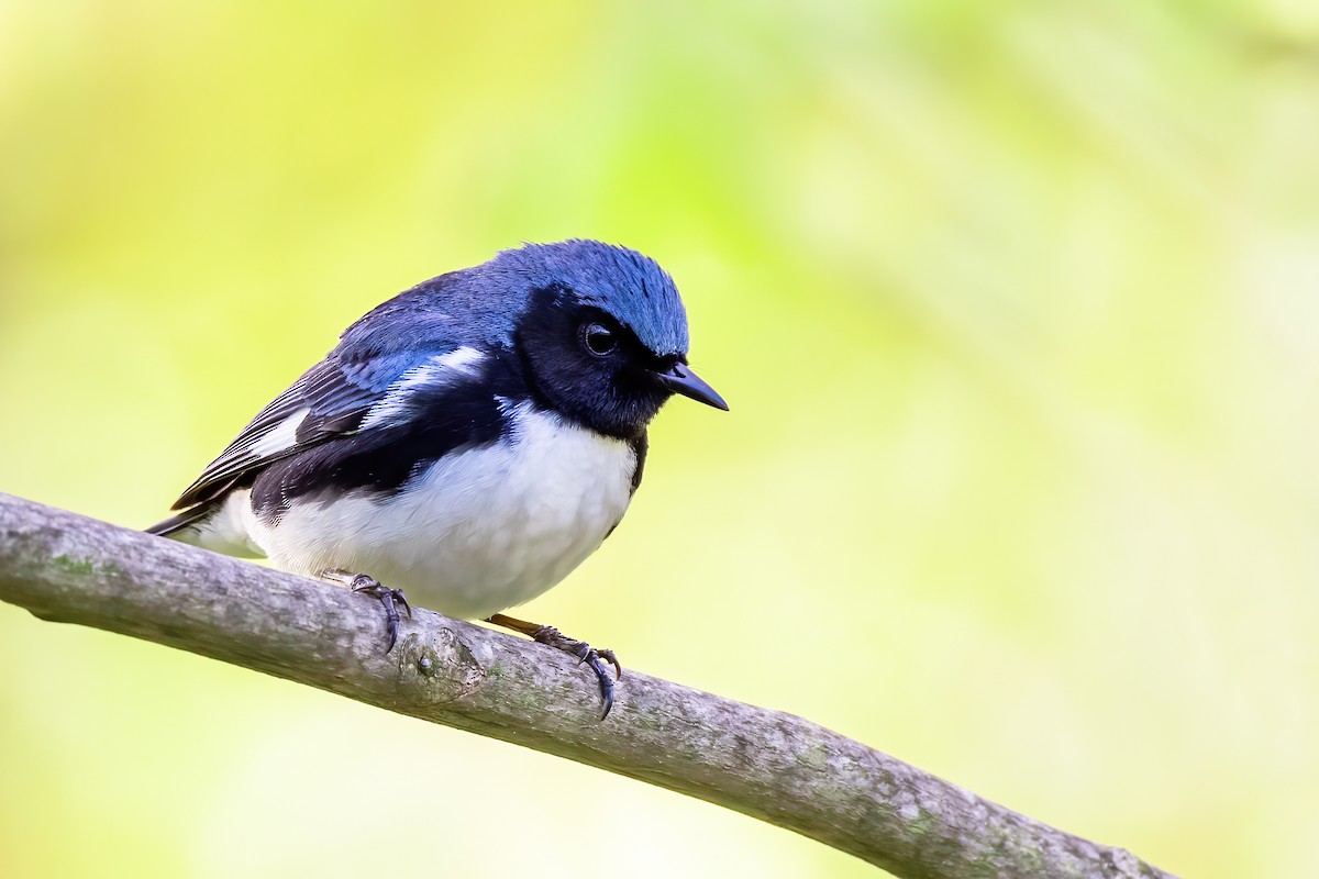 Black-throated Blue Warbler - ML335846211