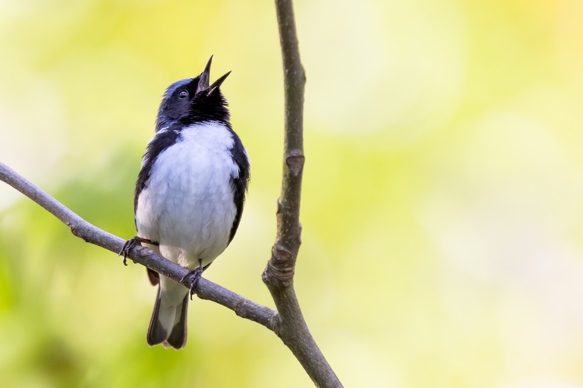 Black-throated Blue Warbler - ML335846221