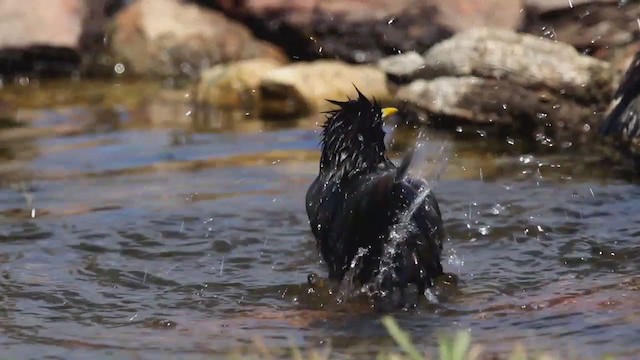 Spotless Starling - ML335847021