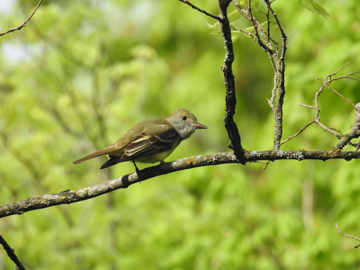 Great Crested Flycatcher - ML335847251