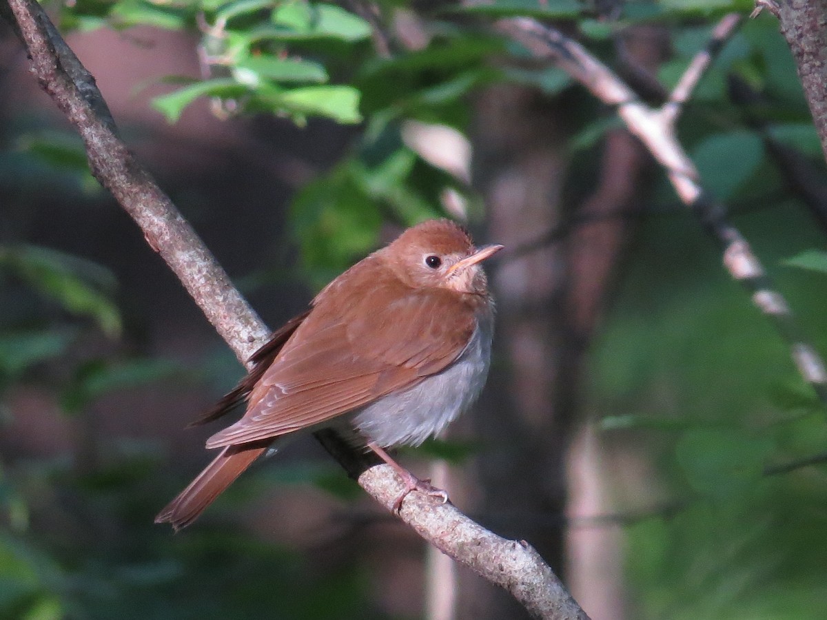 Veery - Michael L Crouse