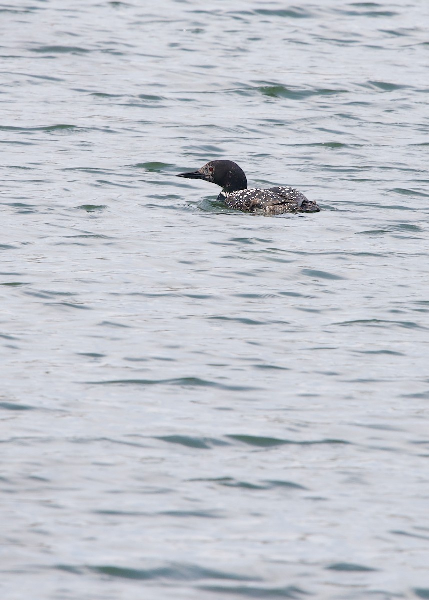 Common Loon - ML335848751