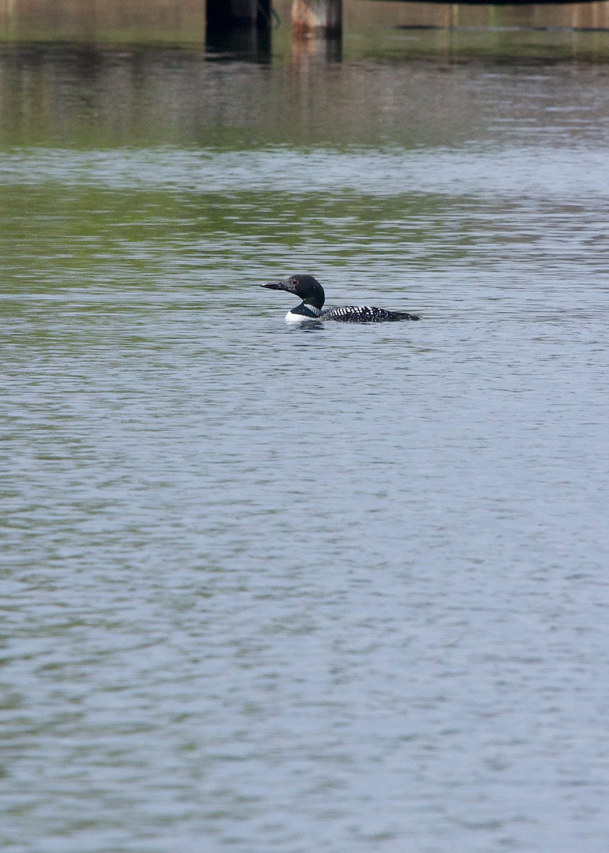 Common Loon - ML335848761