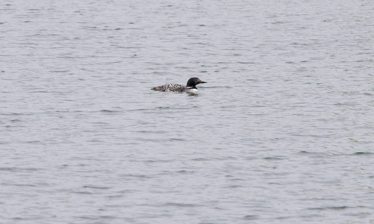Common Loon - ML335848771