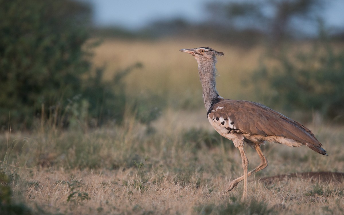 アフリカオオノガン - ML33584881