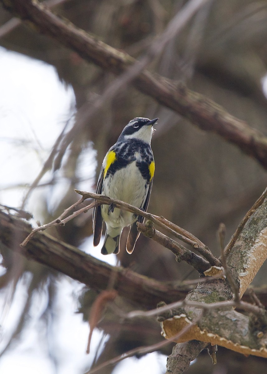 Yellow-rumped Warbler (Myrtle) - ML335849011