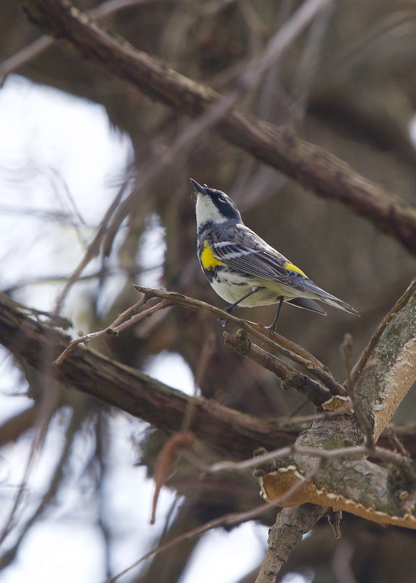Yellow-rumped Warbler (Myrtle) - ML335849021