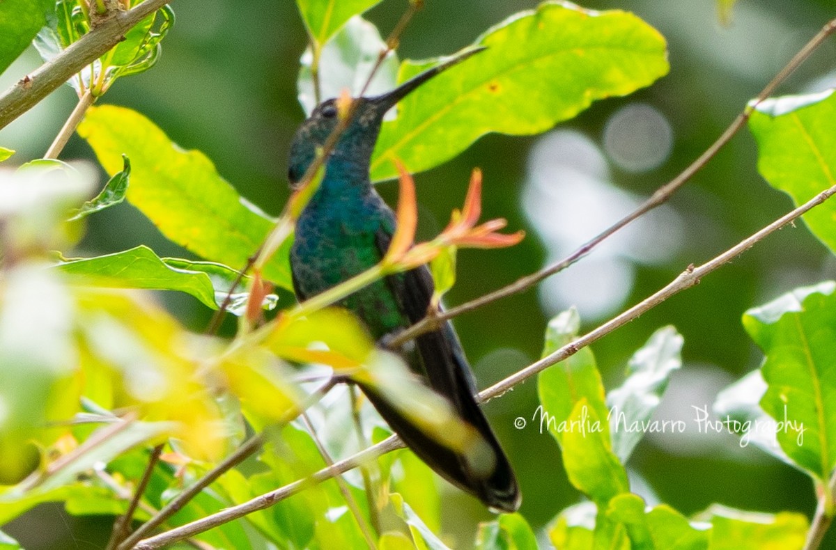 kolibřík smaragdový - ML335849121
