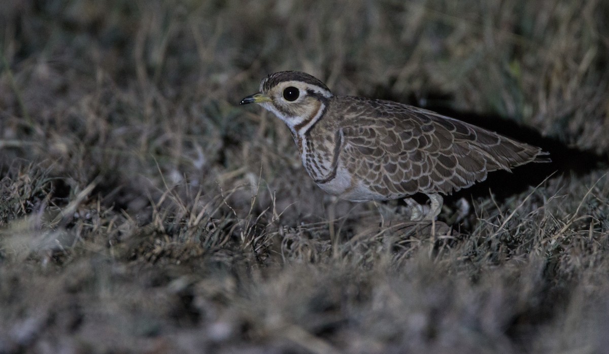 Three-banded Courser - ML33584931