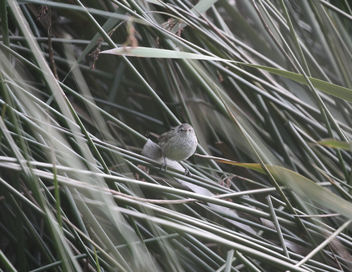 Little Grassbird - ML335849661