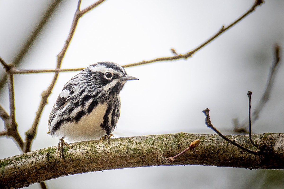Black-and-white Warbler - ML335850221