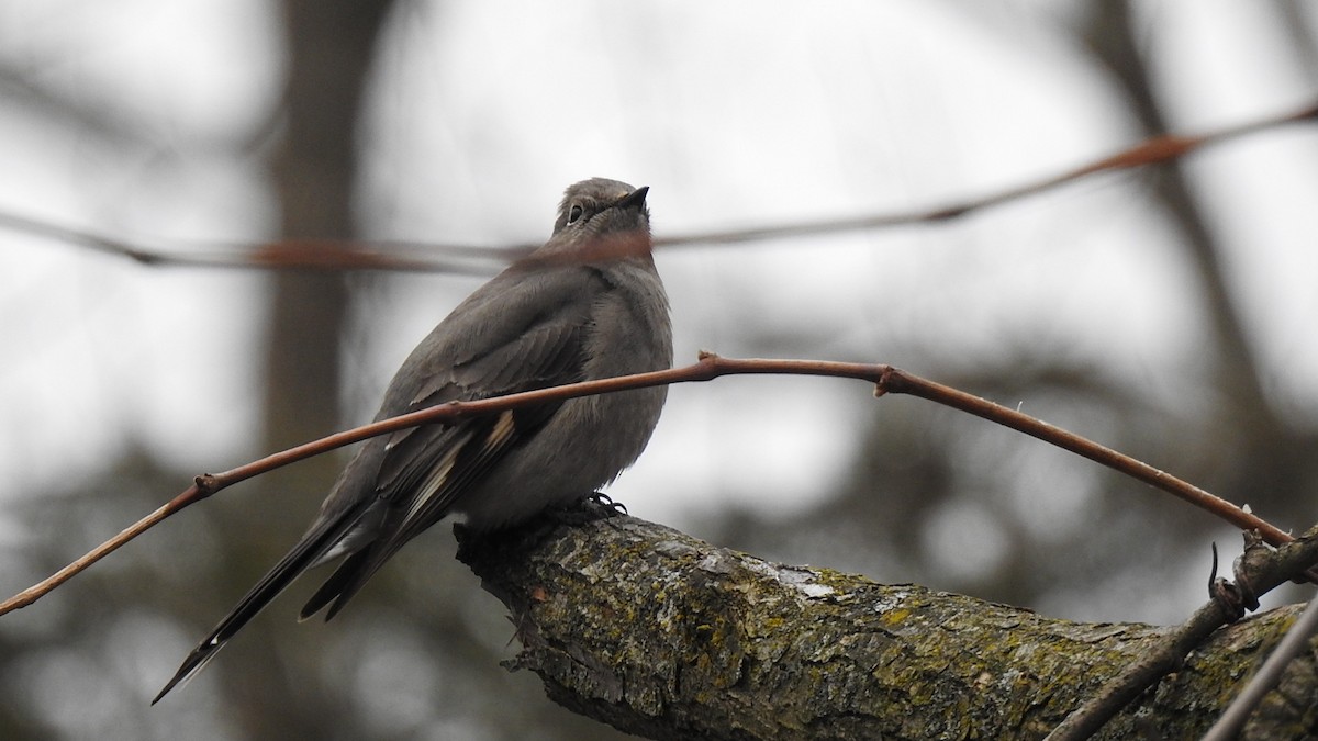 Townsend's Solitaire - ML335851601