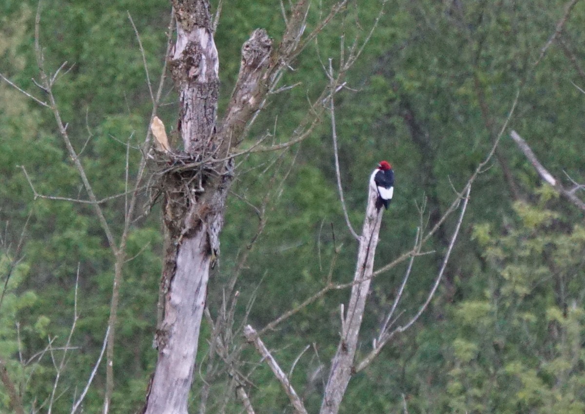 Red-headed Woodpecker - ML335853111