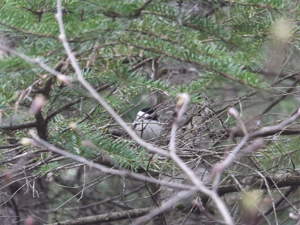 Black-capped Chickadee - ML335853791