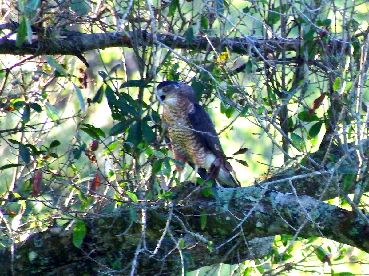 Cooper's Hawk - ML33585451