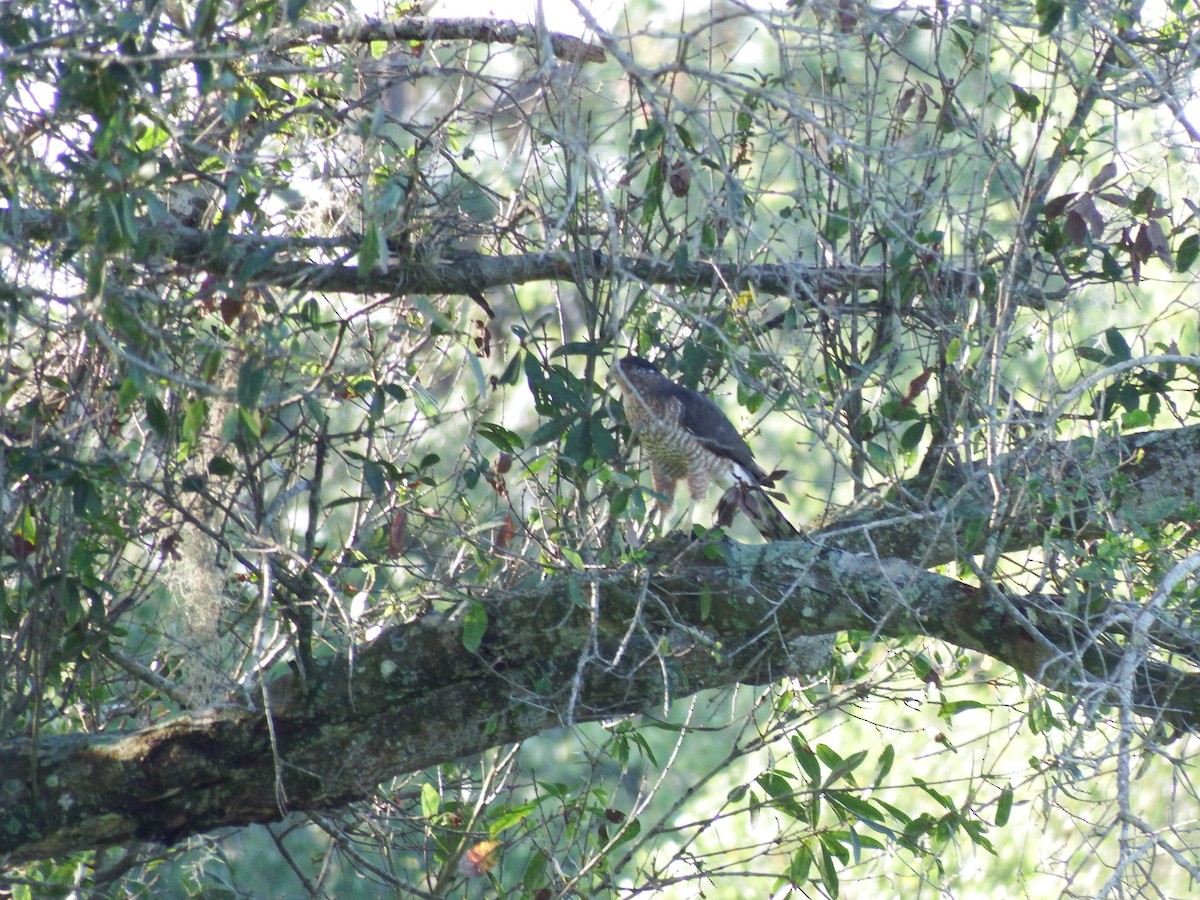 Cooper's Hawk - ML33585471