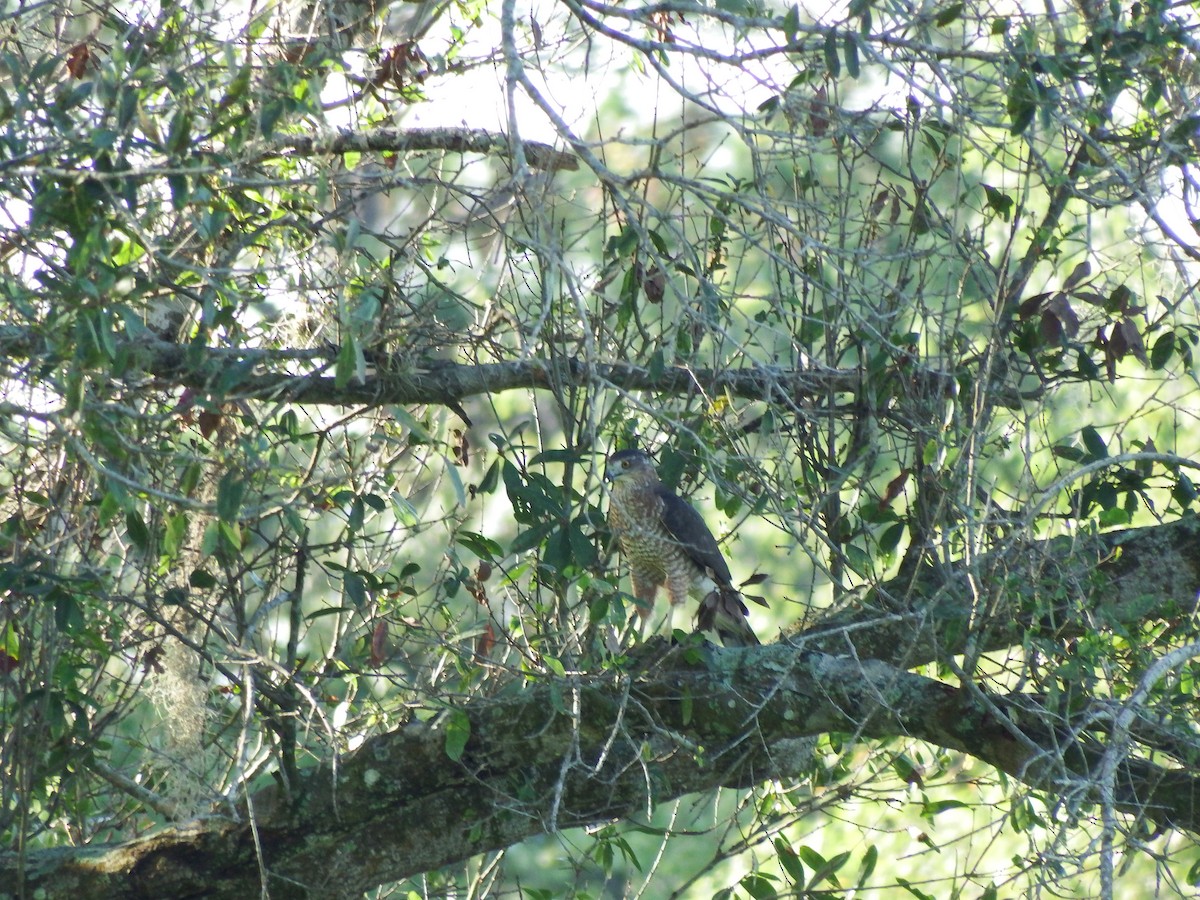 Cooper's Hawk - ML33585511