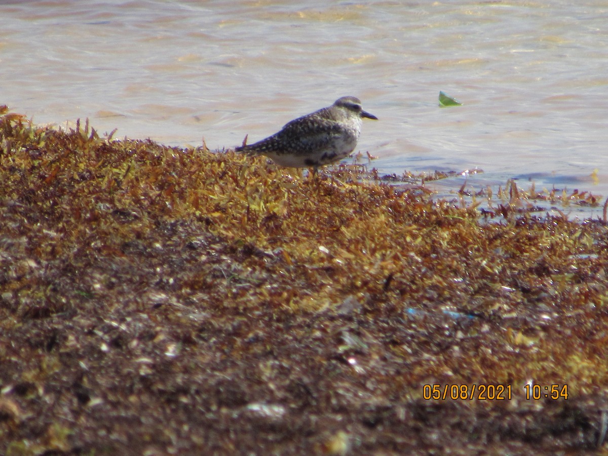 Black-bellied Plover - Vivian F. Moultrie