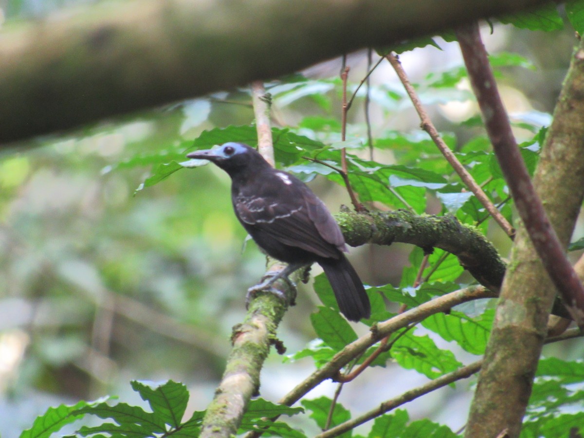 Bare-crowned Antbird - ML335855471